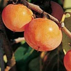 Persimmon (Asian/Hybrid)